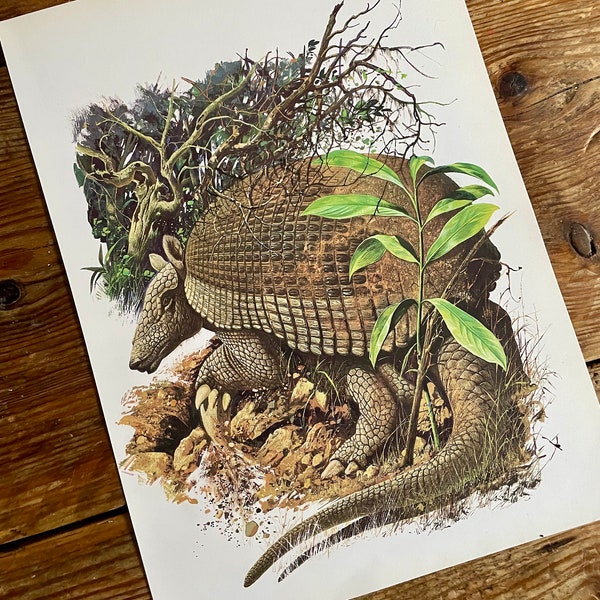 Vintage Book Plate Page of Giant Armadillo / printed 1977 Illustration / wild animal art / arctic / natural history / actual page