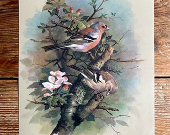 Vintage Bird Book Plate Page Print of Chaffinch / printed 1965 Illustration / bird art / natural history / ornithology