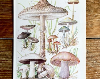 Vintage Fungi Plate Page Print of fungis / 1960s Illustration / original page / natural history / plants ferns moss mushroom