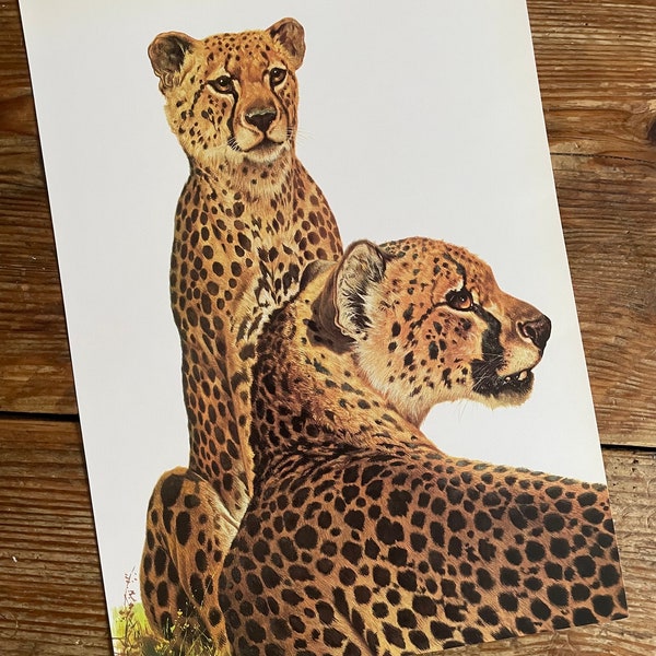 Vintage Book Plate Page of Cheetah / printed 1977 Illustration / wild animal art / safarai / natural history / ornithology / actual page