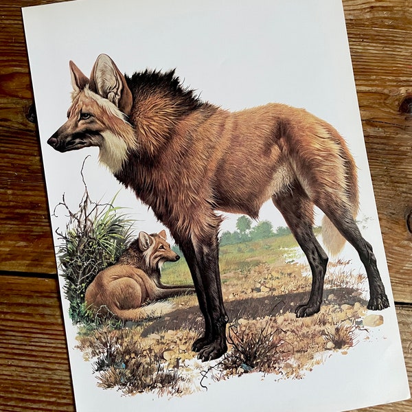 Vintage Book Plate Page of Maned Wolf / printed 1977 Illustration / wild animal art / safarai / natural history / ornithology / actual page