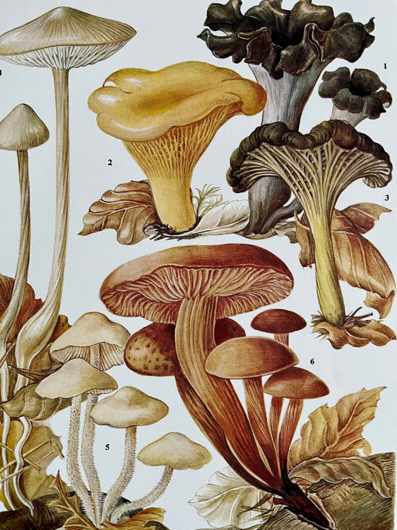 Vintage Fungi Plate Page Print of fungis / 1960s Illustration / original page / natural history / plants ferns moss mushroom image 2