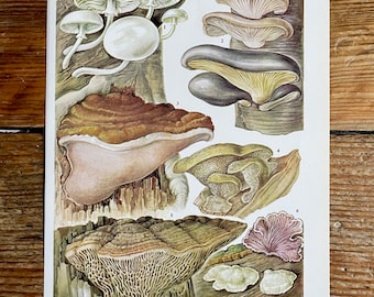 Vintage Fungi Plate Page Print of bracket fungis / 1960s Illustration / original page / natural history / plants ferns moss mushroom