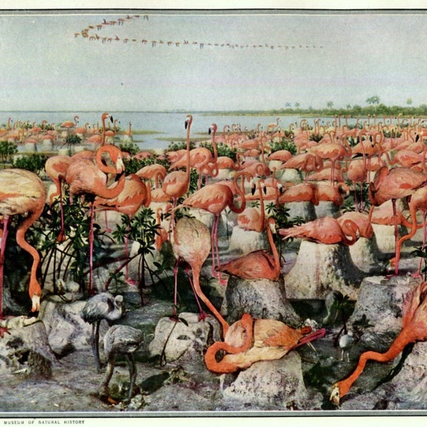 Flamingo Colony in Bahamas 1930's Original Vintage Wall Decor Tropical Birds, American Museum of Natural History, Pink Flamingos, Art