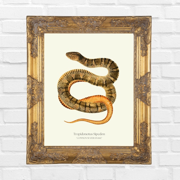 Vintage Snake Print, Common Water Snake Print, Printable Wall Art, Victorian Art, Living Room Decor, Wall Art Poster, Digital Download