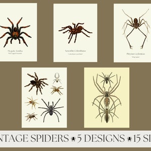Pack of 5 Vintage Spiders Posters, Antique Spider Print, Spider Halloween Poster, Spider Halloween Decor, Printable Halloween Decor