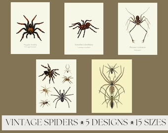 Pack of 5 Vintage Spiders Posters, Antique Spider Print, Spider Halloween Poster, Spider Halloween Decor, Printable Halloween Decor