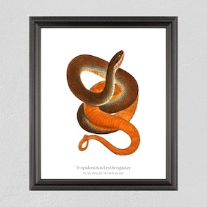 vintage Snake Poster, Plain Bellied Water Snake Print, vintage Snake Print, Victorian Art, Water Snake Poster, Snake Art, Téléchargement numérique