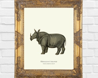 Vintage Rhino Print, Indian Rhino Print, Rhinoceros, Printable Wall Art, Victorian Art, Living Room Decor, Wall Art Poster, Digital Download