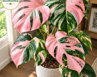 Pink Variegated Monstera Live Plant | Rare Tropical Houseplant | Pink Green Foliage | Fragrant Plant For Gifting