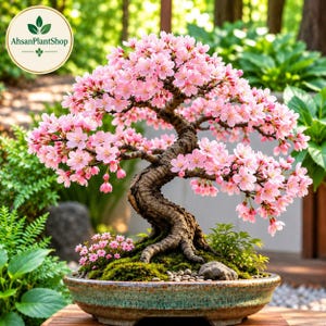 Pode incluir: Um bonsai com tronco e ramos castanho-escuros texturizados, cobertos por numerosas pequenas flores de cerejeira cor-de-rosa claro. A árvore está plantada num vaso de cerâmica redondo e raso, de cor azul-petróleo e castanho, com musgo.