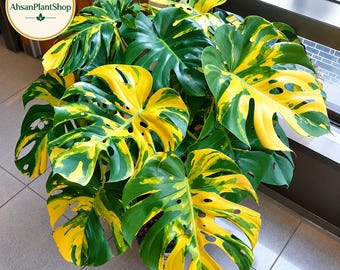 May include: A Monstera deliciosa plant featuring large, heart-shaped leaves with deep splits and holes. The foliage displays a variegated pattern of vibrant yellow and deep green sections throughout the plant, including the AhsanPlantShop logo.