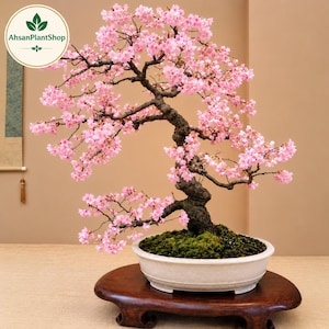 Japansk körsbärsblomsbonsai | Levande sakurablommande växt | Rosa bonsaiträd, inomhushusdekorationsväxter (present)