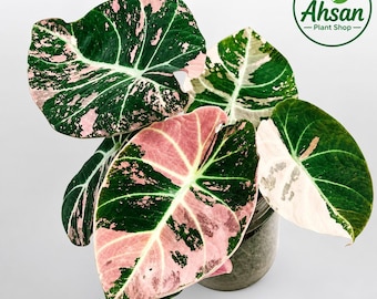 Könnte beinhalten: Eine Alocasia-Pflanze mit panaschierten, herzförmigen Blättern, die dunkelgrüne, hellrosa und weiße Flecken aufweisen. Die Pflanze steht in einem durchsichtigen Glasgefäß. Ein kreisförmiges Logo oben rechts zeigt Ahsan Plant Shop.