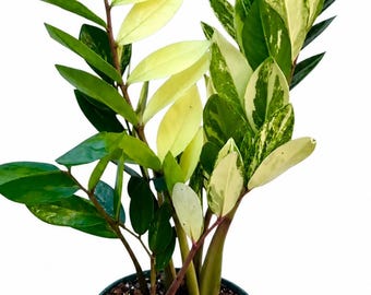 Pode incluir: Uma planta ZZ com folhas variegadas em tons de verde escuro, verde claro e branco creme. A planta está num vaso de plástico verde escuro com terra e grânulos de fertilizante visíveis. O logótipo da Ahsan Plant Shop é visível.