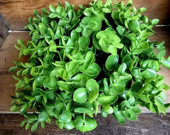 Boxwood Half Sphere, Artificial Foliage Floral Arranging, Home Decor Accent