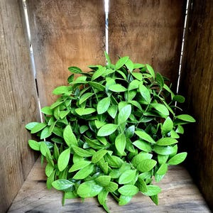 May include: A vibrant green artificial plant with numerous small, oval-shaped leaves. The plant is densely packed, creating a full, rounded shape. It sits inside a rustic wooden box, adding a natural aesthetic. The leaves have varying shades of green.