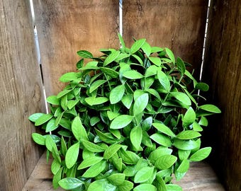 Tea Leaf Half Sphere, Artificial Foliage Floral Arranging, Home Decor Accent