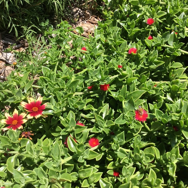 Ice plant-Red Apple Succulent Cuttings, Baby Sun Rose | Aptenia Cordifolia Perennial, trailing,groundcover