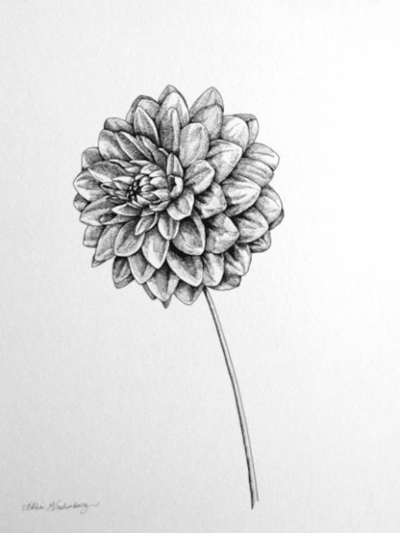 絵画　Dahlia Dahlia - Garden Flowers - Black and White Minimalist Floral