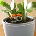 see more listings in the House Plant Eyeballs section