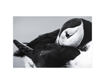 Op de afbeelding: Een zwart-witfoto van een papegaaiduiker met de kop in het donkere verenkleed gestoken. De vogel toont de kenmerkende witte wangvlek, de zwarte kap en een deel van het profiel van de driehoekige snavel in beeld.