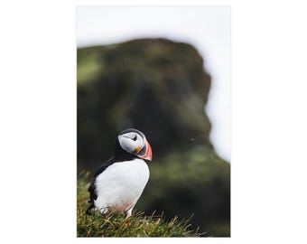 Op de afbeelding: Een papegaaiduiker met een zwarte rug, witte borst en een opvallende driehoekige snavel met oranje, gele en grijze banden. De vogel staat op een pluk groen gras en toont zijn kenmerkende gezichtsmarkeringen en het donkere oog.