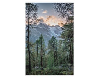 Op de afbeelding: Een verticale landschapsfoto met een dicht bos van hoge groene dennenbomen op de voorgrond, die het uitzicht omlijsten op een massieve, met sneeuw bedekte bergtop onder een zachtblauwe lucht met verspreide gouden wolken.