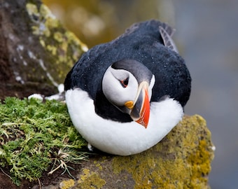 Op de afbeelding: Een papegaaiduiker met zwart-wit verenkleed, een witte borst en een opvallende driehoekige snavel met oranje, gele en grijze banden. De vogel rust op een rotsachtig oppervlak dat bedekt is met groene mossen en korstmossen.