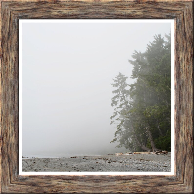 Pine Trees on Foggy Sombrio Beach, Vancouver Island, Canada West Coast, Nature Landscape, Digital Square Photo Print, 6x6, 8x8, 10x10, 12x12 image 2