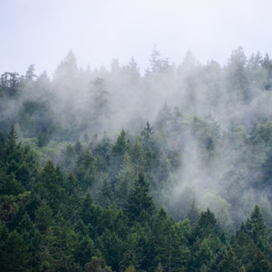Fog on West Coast Island, Gulf Islands, BC, Canada, Nature Landscape, Wall Art, Square, Digital Photo Print, 6x6, 8x8, 10x10, 12x12