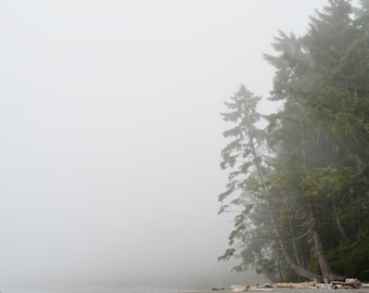 Pine Trees on Foggy Sombrio Beach, Vancouver Island, Canada West Coast, Nature Landscape, Digital Square Photo Print, 6x6, 8x8, 10x10, 12x12