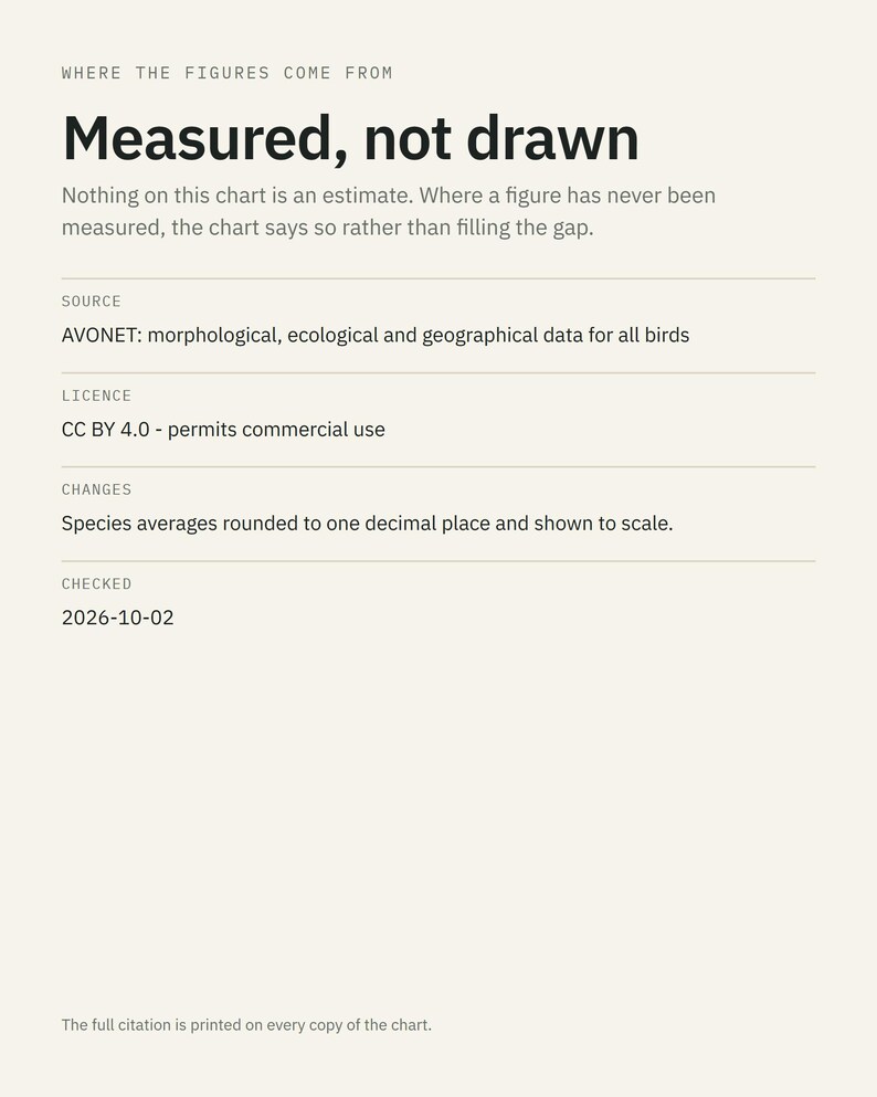 Pôster com tabela de tamanhos de corvídeos, arte de parede com pássaros no estilo Dark Academia, decoração gótica (impressão) imagem 4