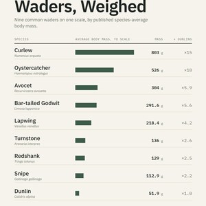 Wader Bird Weight Comparison Chart, Curlew Avocet Dunlin Scale (Print) image 1