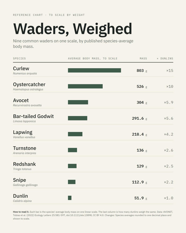 Wader Bird Weight Comparison Chart, Curlew Avocet Dunlin Scale (Print) image 1