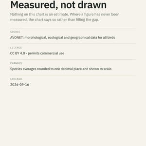 Wader Bird Weight Comparison Chart, Curlew Avocet Dunlin Scale (Print) image 4