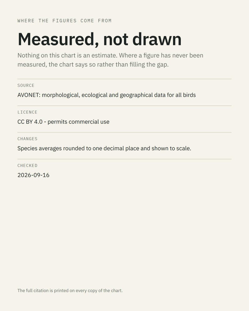Wader Bird Weight Comparison Chart, Curlew Avocet Dunlin Scale (Print) image 4