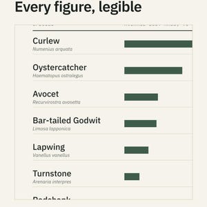 Wader Bird Weight Comparison Chart, Curlew Avocet Dunlin Scale (Print) image 3