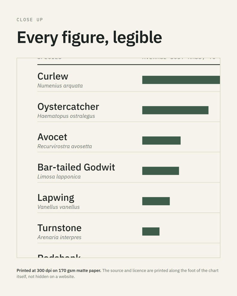 Wader Bird Weight Comparison Chart, Curlew Avocet Dunlin Scale (Print) image 3