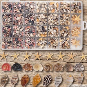 May include: A clear plastic organizer box filled with various small seashells and starfish, accompanied by a collection of loose starfish and assorted spiral and cone-shaped seashells arranged in rows on a wooden surface.