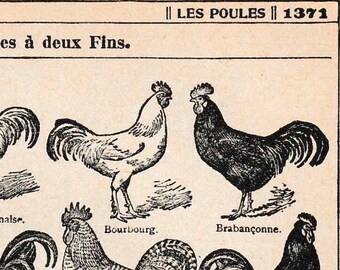 Chicken Illustration Etsy