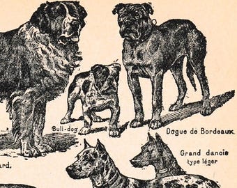 Grabado francés antiguo con ilustraciones de perros de trabajo de la década de 1920: San Bernardo, Terranova, etc. Página del libro.