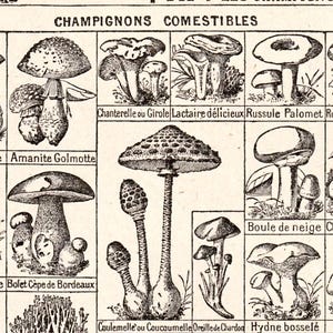 Può includere: Un'illustrazione d'epoca di vari funghi commestibili, con didascalie in francese. I disegni dettagliati in bianco e nero mostrano diverse specie, tra cui finferli e porcini. Il testo in alto recita "CHAMPIGNONS COMESTIBLES."