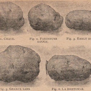 Könnte beinhalten: Eine antike botanische Illustration verschiedener Kartoffelsorten. Das Bild zeigt sechs Kartoffeln, jede mit einem Namen versehen, darunter "CHAVE" und "EARLY ROSE". Die Kartoffeln sind in einem detaillierten Graustil dargestellt, der ihre unterschiedlichen Formen und Texturen zeigt.