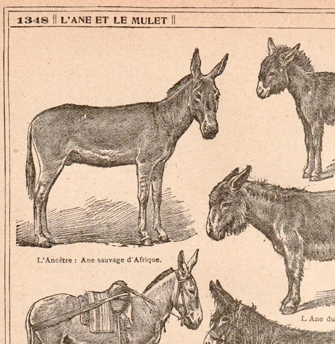 Antique French Donkey Print Dictionary Page 1920s Illustration Book ...