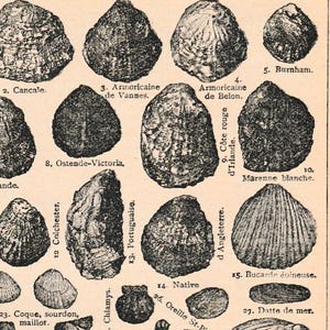 Op de afbeelding: Een vintage illustratie van verschillende schelpen, genummerd en benoemd. De zwart-wit afbeelding toont verschillende vormen en texturen van de schelpen, waaronder de namen "Cancale", "Burnham" en "Native".