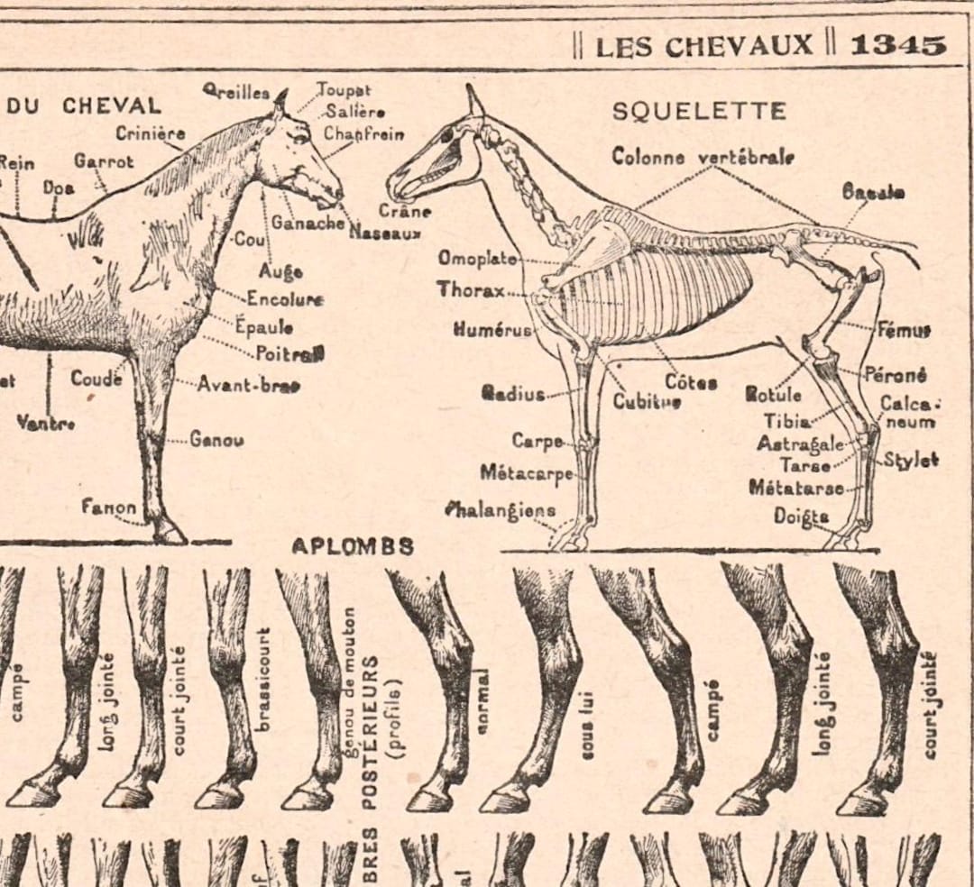 Antique French Print Horse Anatomy Equestrian Illustrations Dictionary ...
