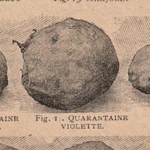 May include: A vintage black and white botanical print depicting a Quarantaine Violette turnip, with intricate shading. The text reads "Fig. 1. QUARANTAINE VIOLETTE."