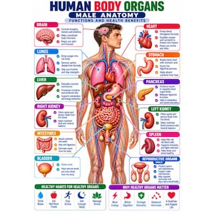 Puede incluir: Un póster educativo titulado HUMAN BODY ORGANS MALE ANATOMY FUNCTIONS AND HEALTH BENEFITS. Presenta un diagrama central del cuerpo humano con líneas que señalan órganos específicos, incluidos el cerebro, corazón, pulmones, estómago, hígado, páncreas, riñones, intestinos, bazo y vejiga, cada uno con texto descriptivo.