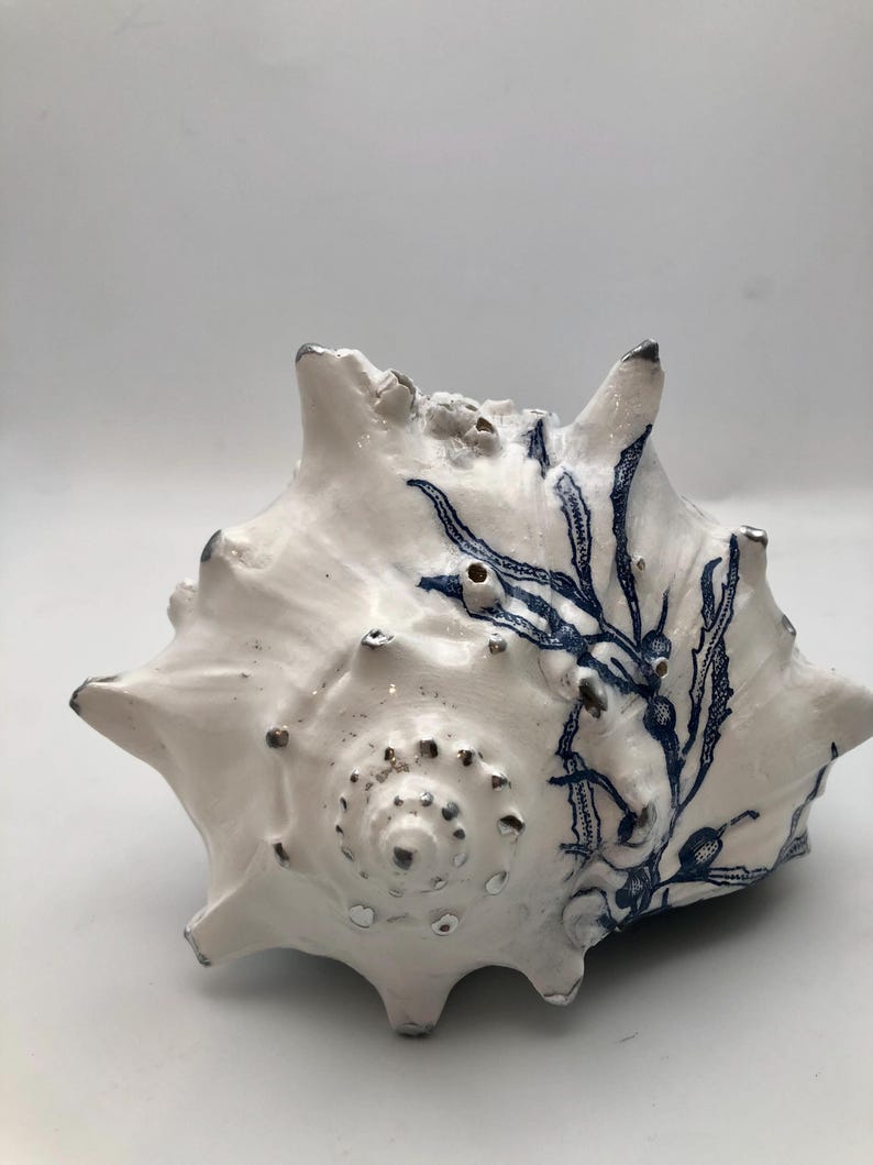 K&ouml;nnte beinhalten: Eine wei&szlig;e Muschel mit einer detaillierten blauen botanischen Illustration von Seetang. Die Muschel hat eine gl&auml;nzende Oberfl&auml;che mit markanten Stacheln, einem spiralf&ouml;rmigen Zentrum und metallisch silbernen Akzenten an den Spitzen.